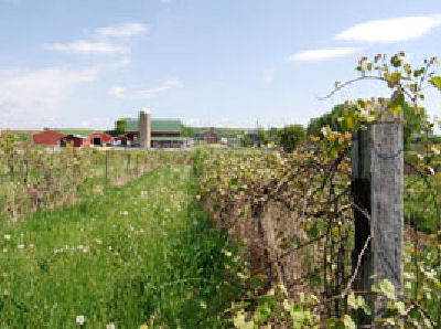 farm with barn photo